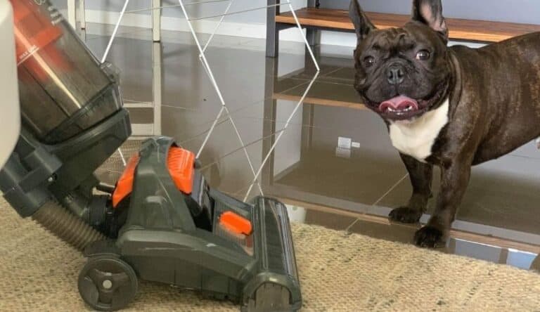 Franky the French Bulldog standing near a vacuum cleaner on a clean rug.