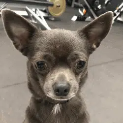 Pablo the Chihuahua enjoying a clean and tidy home.